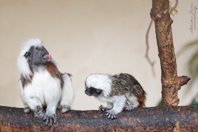 20190714 Stanislav Duben Tamarin pinci DSC04728 Edit