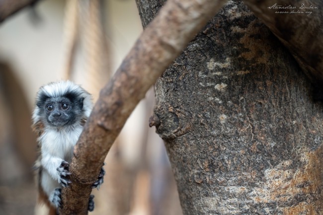 20190714 Stanislav Duben Tamarin pinci DSC04752 Edit