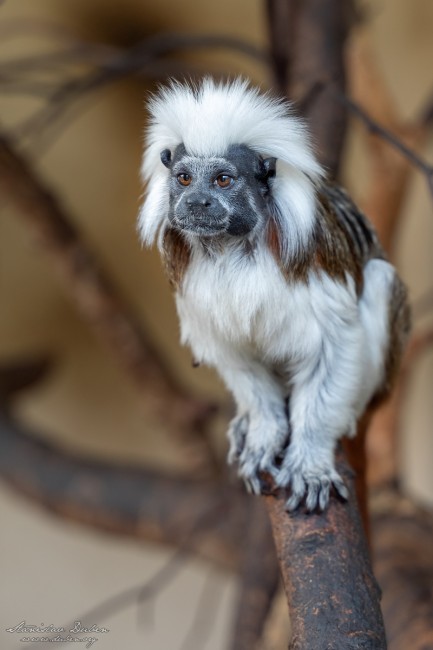 20190714 Stanislav Duben Tamarin pinci DSC04821 Edit