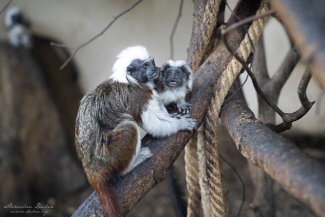 20190714 Stanislav Duben Tamarin pinci DSC04857 Edit