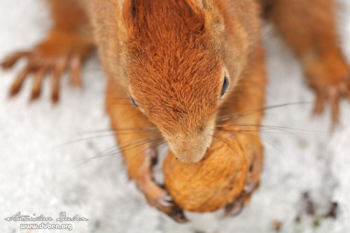 veverky_leden_2011_04