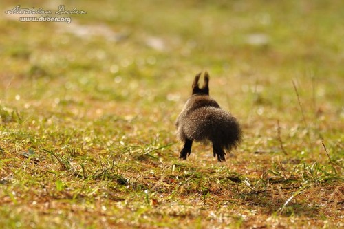 veverky_leden_2011_09