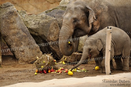 zvireci-narozeniny-zoo-praha-2-2014-02