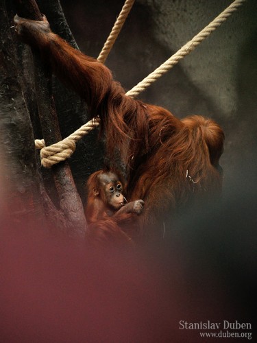 zvireci-narozeniny-zoo-praha-2-2014-04