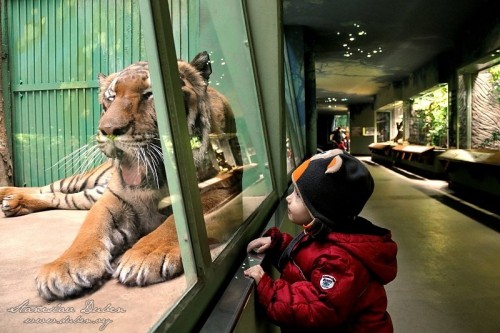brezen-do-zoo-vlezem