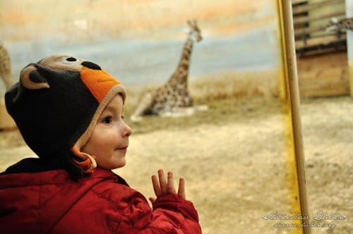 v-narozeninove-zoo